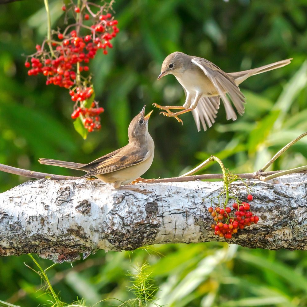 Апогей конфликта