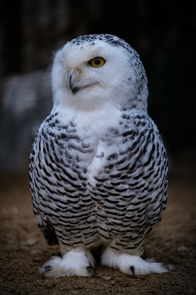 Фотография автора Роман Васильев