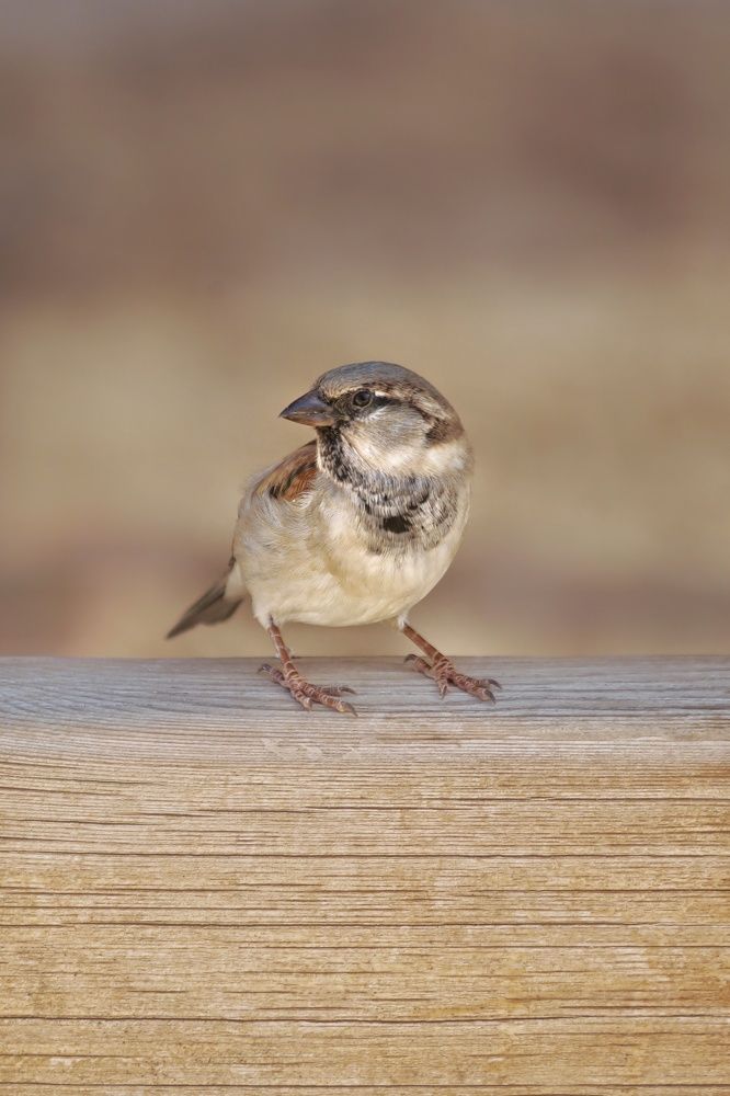 Photograph by Елена Белехова