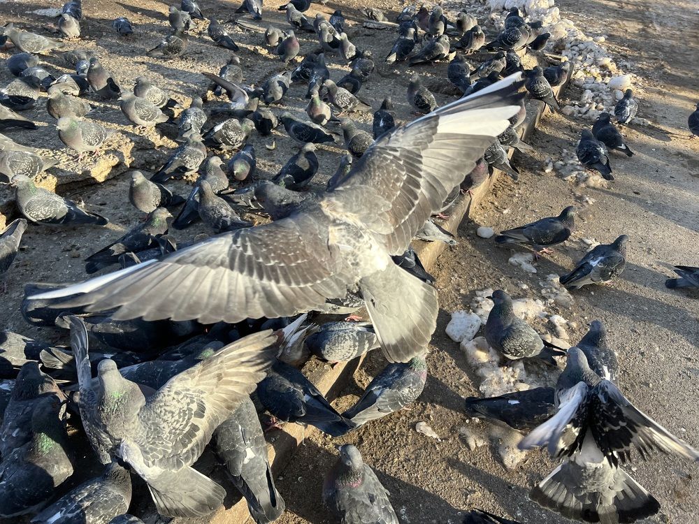 Photograph by Алина Волгина