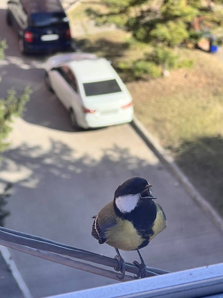 Photograph by Алина Волгина