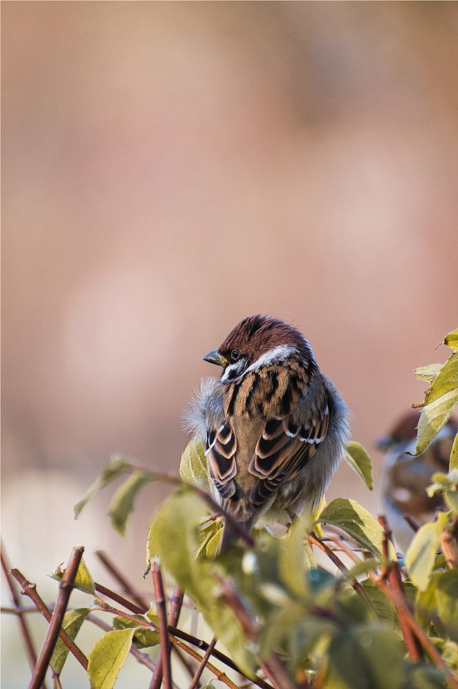 Photograph by Анна Опанасенко