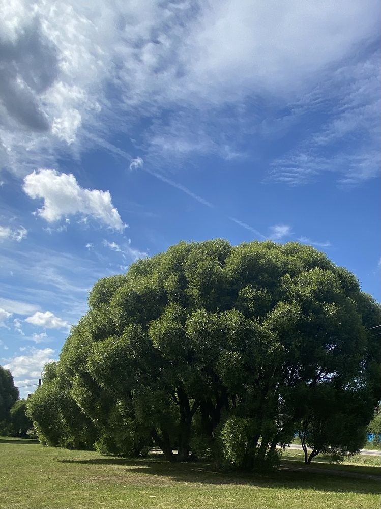 Photograph by Elena Savchuk