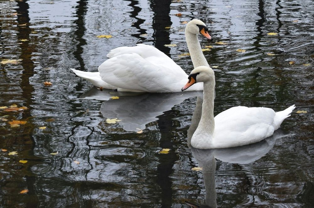 Photograph by Антонина Шабышева