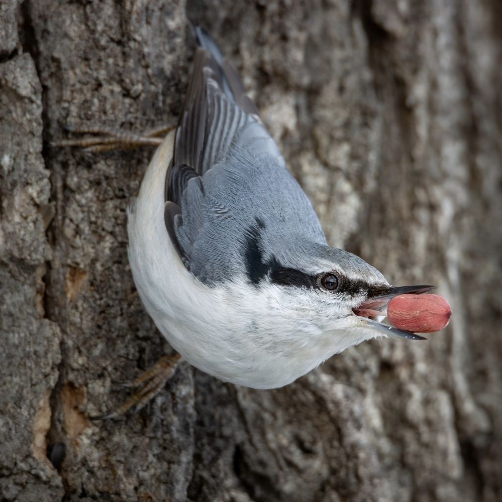 Фотография автора Бурыкин Илья