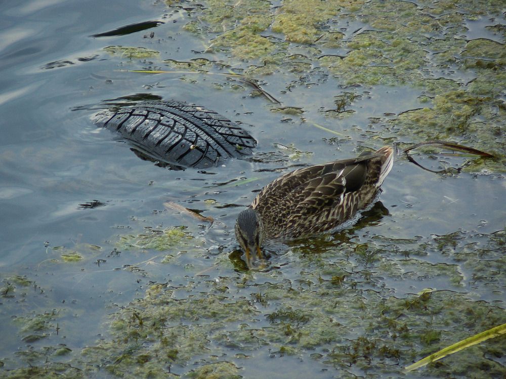 Photograph by Валерий Алфимов