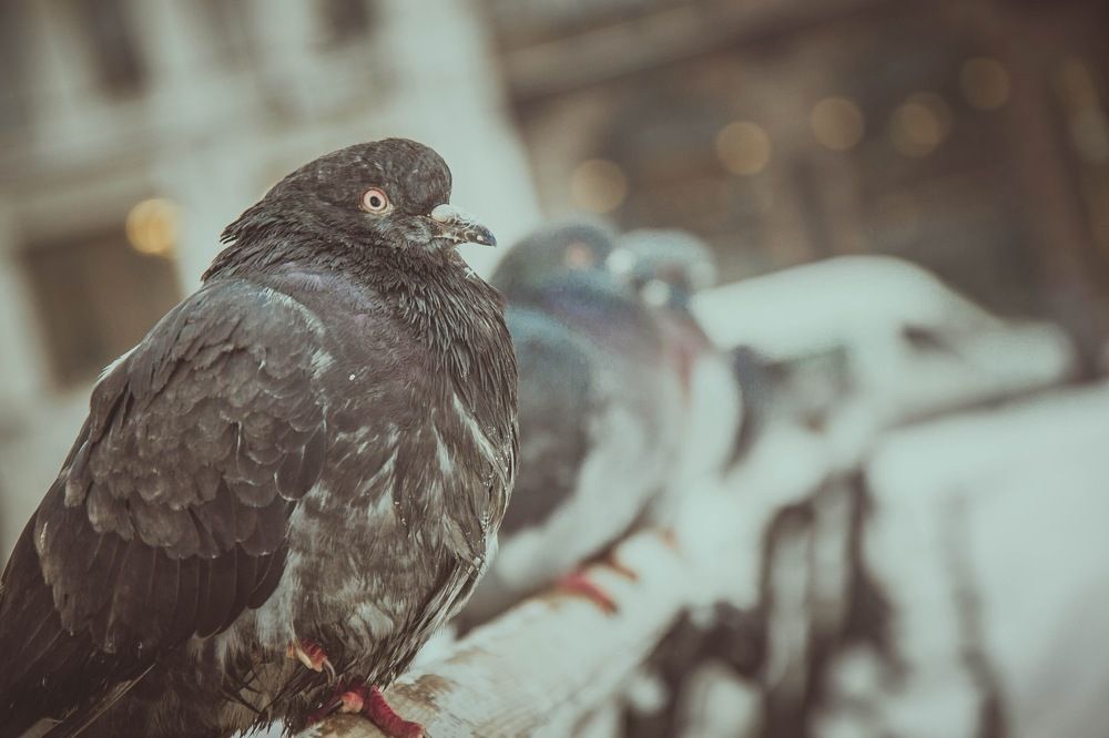 Городские крысы