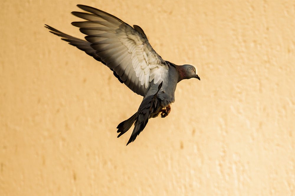 Фотография автора Bhupender Gupta