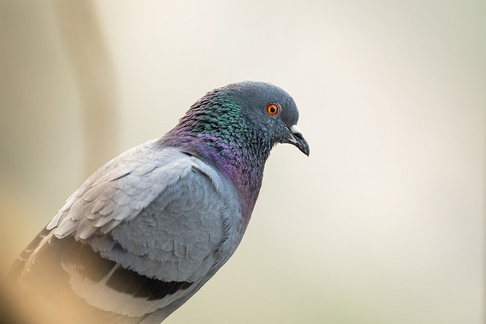 Фотография автора Bhupender Gupta