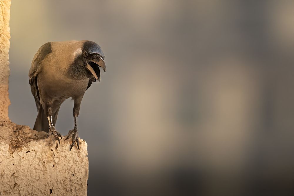 Фотография автора Bhupender Gupta