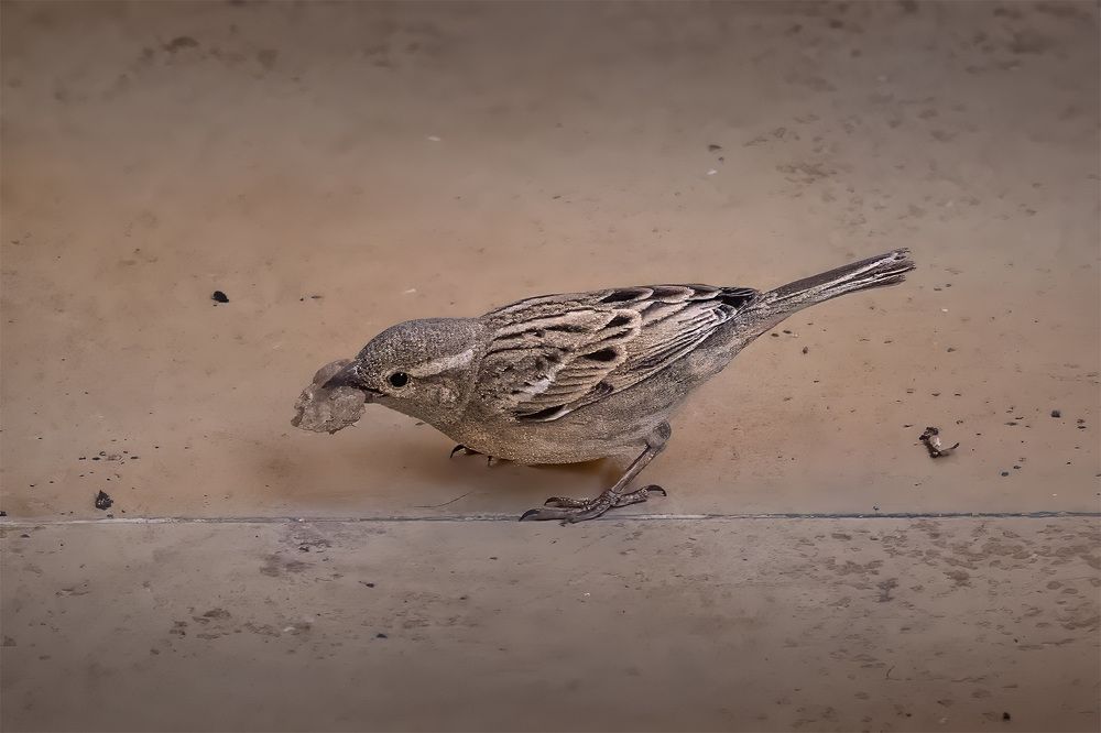 Фотография автора Bhupender Gupta