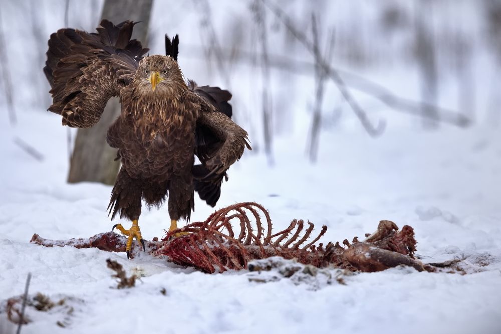 В белорусских лесах