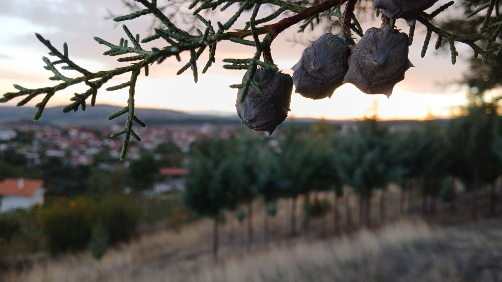 Photograph by Bojan Nikolovski