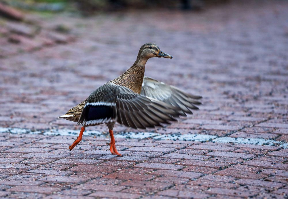 Photograph by Андрей Шабанов