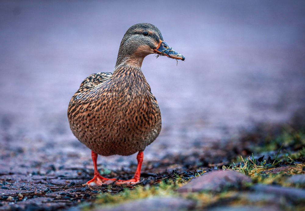 Photograph by Андрей Шабанов