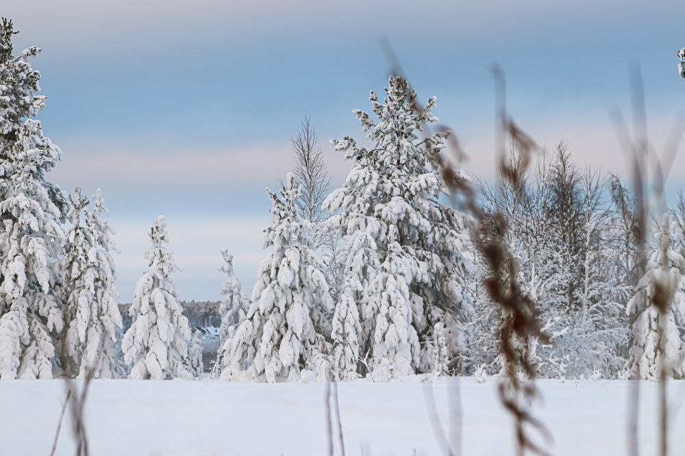Фотография автора Елена Разина