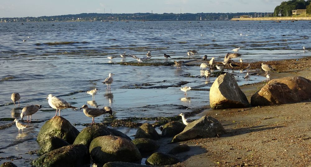 Тоже горожане