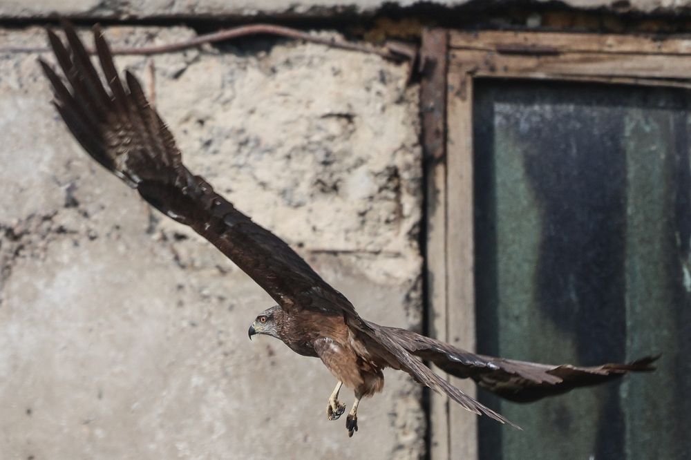 Фотография автора Григорий Борняков