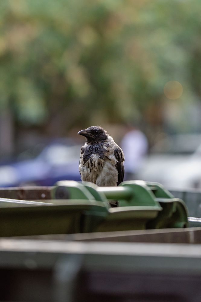 Photograph by Mostafa Moradi