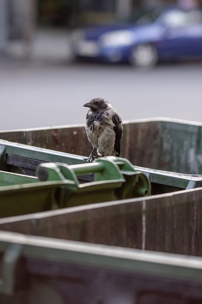 Photograph by Mostafa Moradi