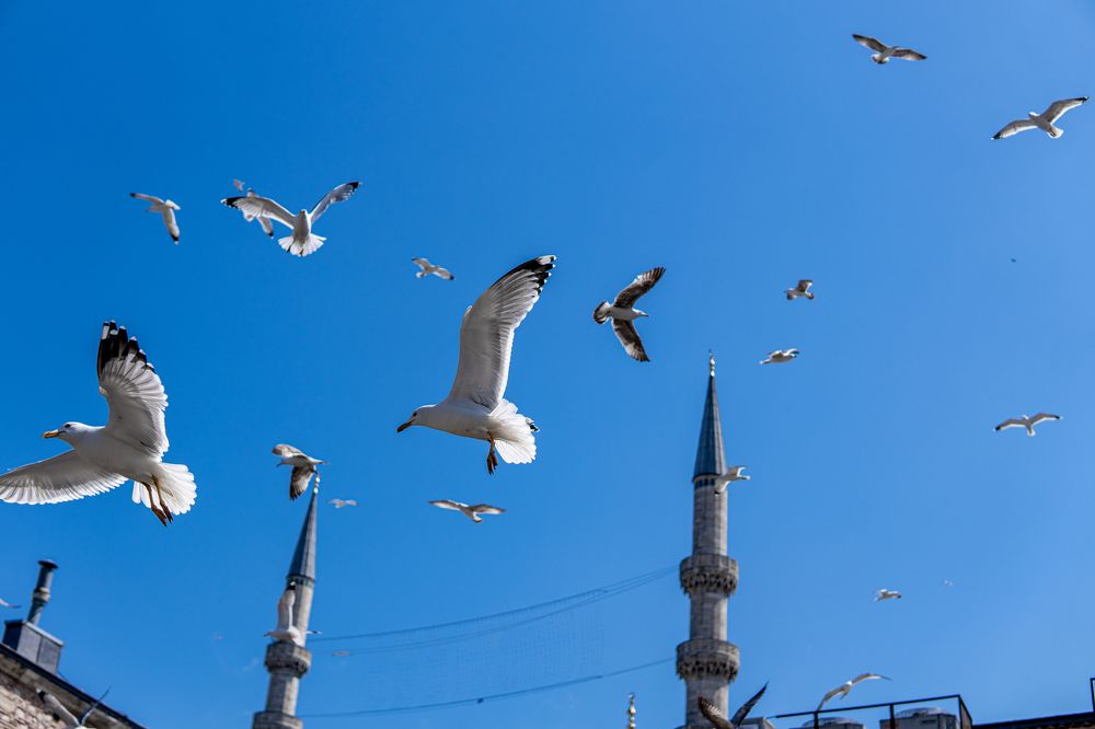 Photograph by Mostafa Moradi