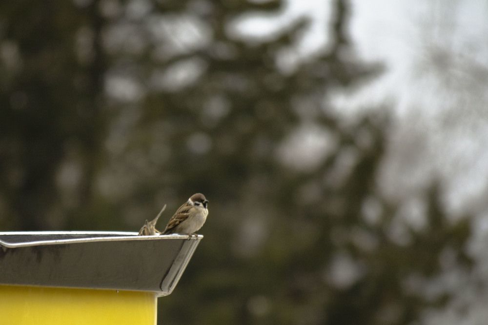 Photograph by Наталья Мершина