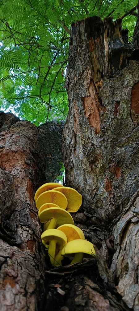 Photograph by Karen Sheron