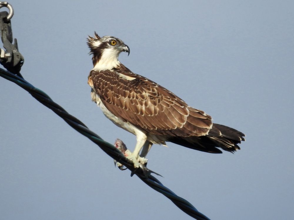 Фотография автора Олеся Дейнеко