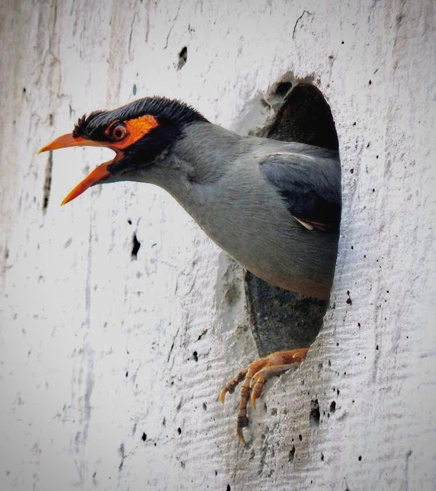 Фотография автора Geetanjali Chopra