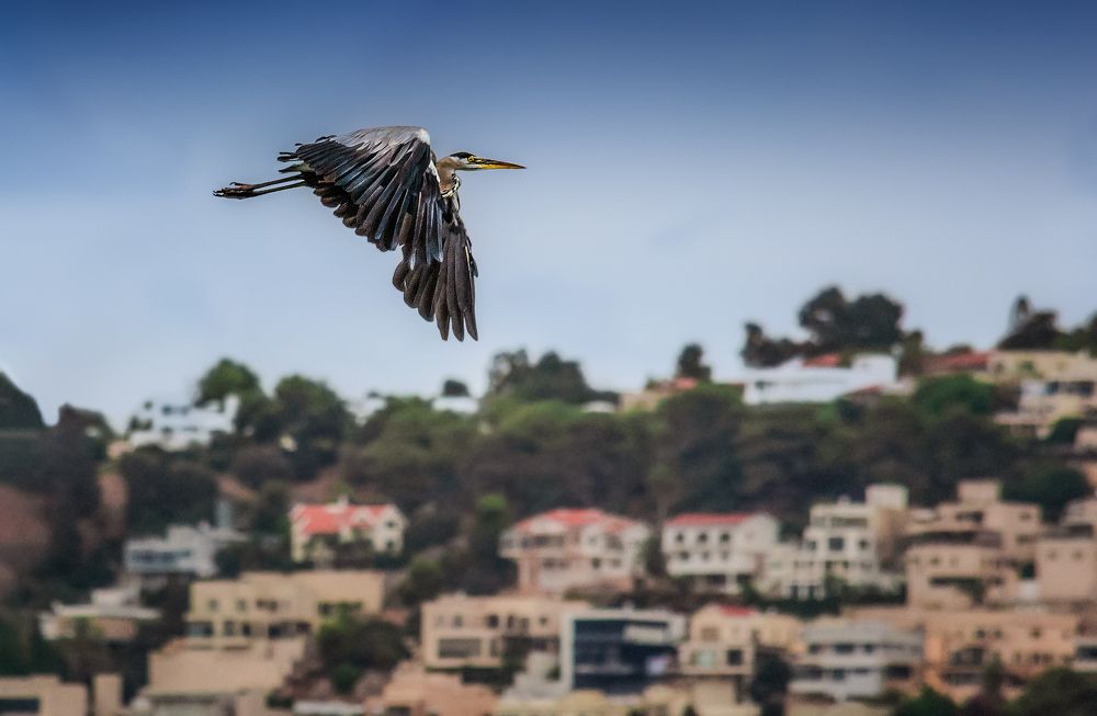 Фотография автора Марина Ческис