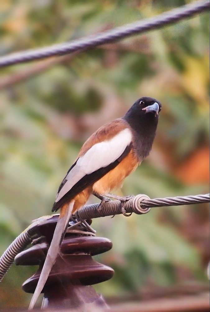 Photograph by Archisman Narayan Lahiri