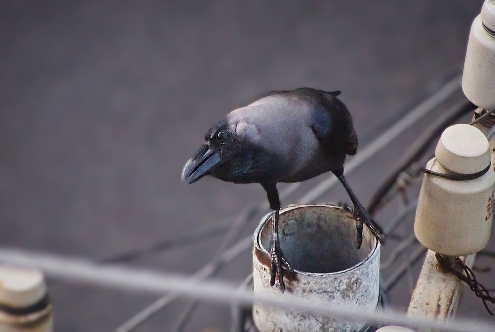 Photograph by Archisman Narayan Lahiri