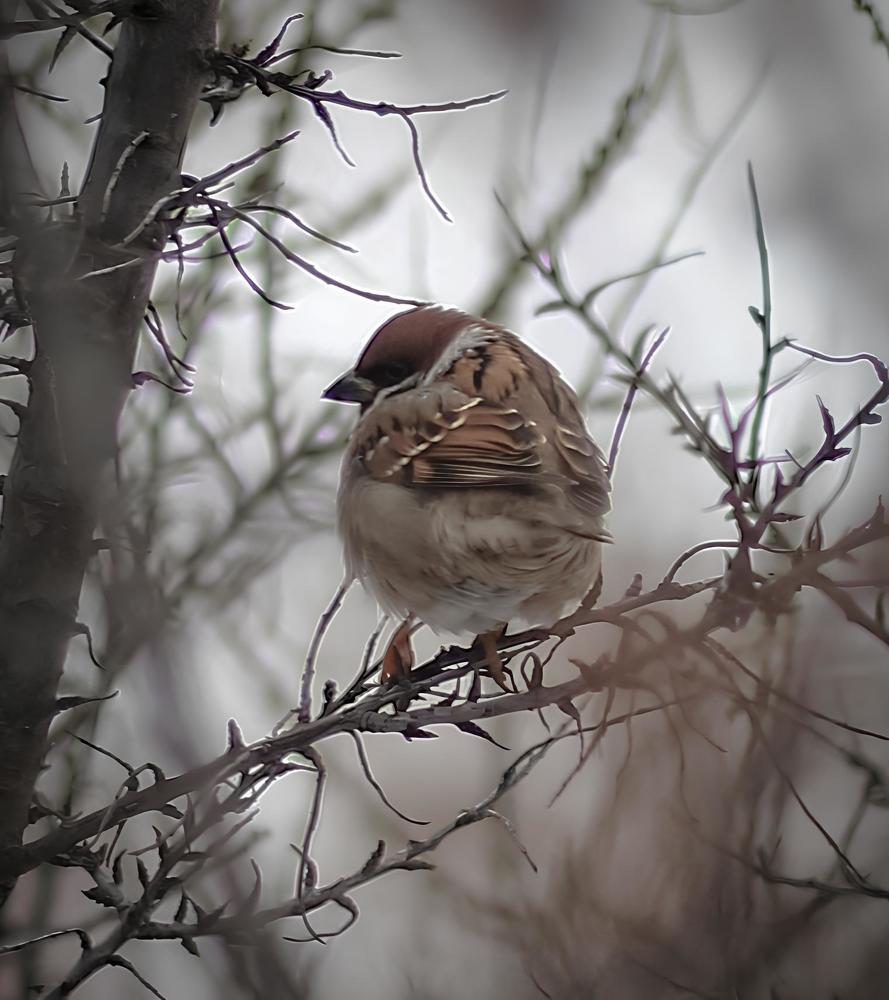 Photograph by Любовь Иванова