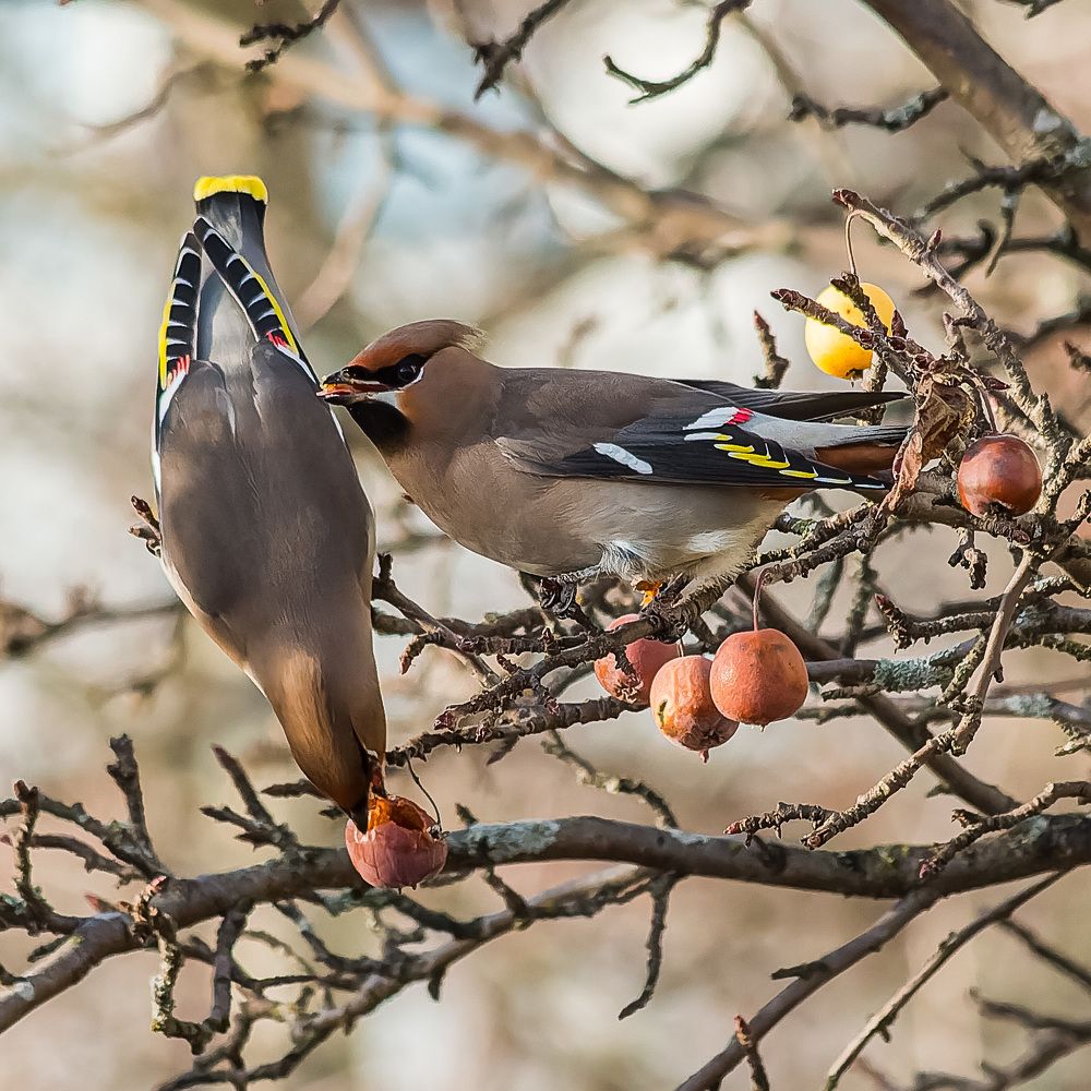 Фотография автора Victor Shaposhnikov