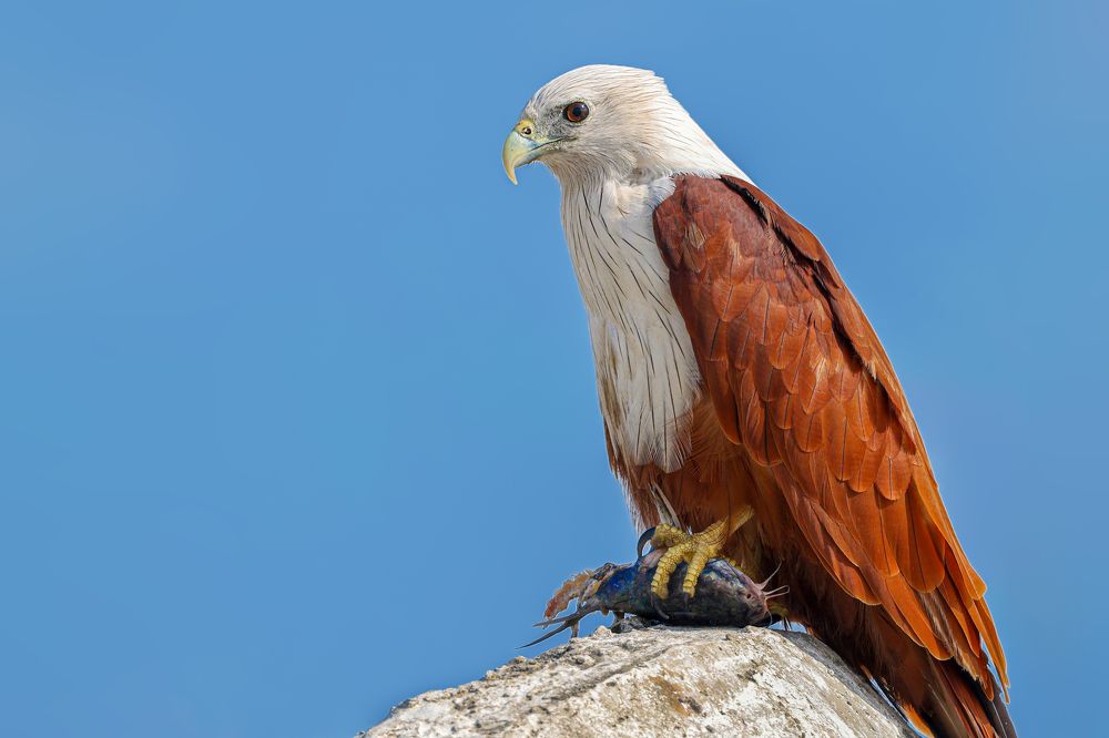 Фотография автора Suresh S S