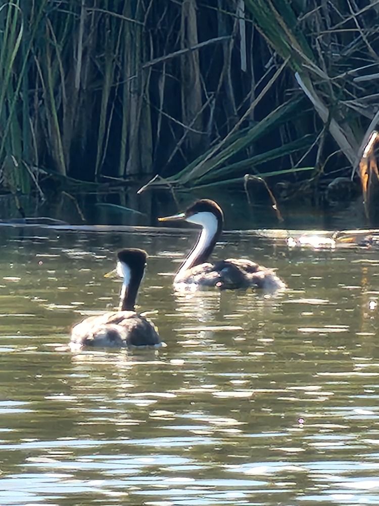 Фотография автора Al