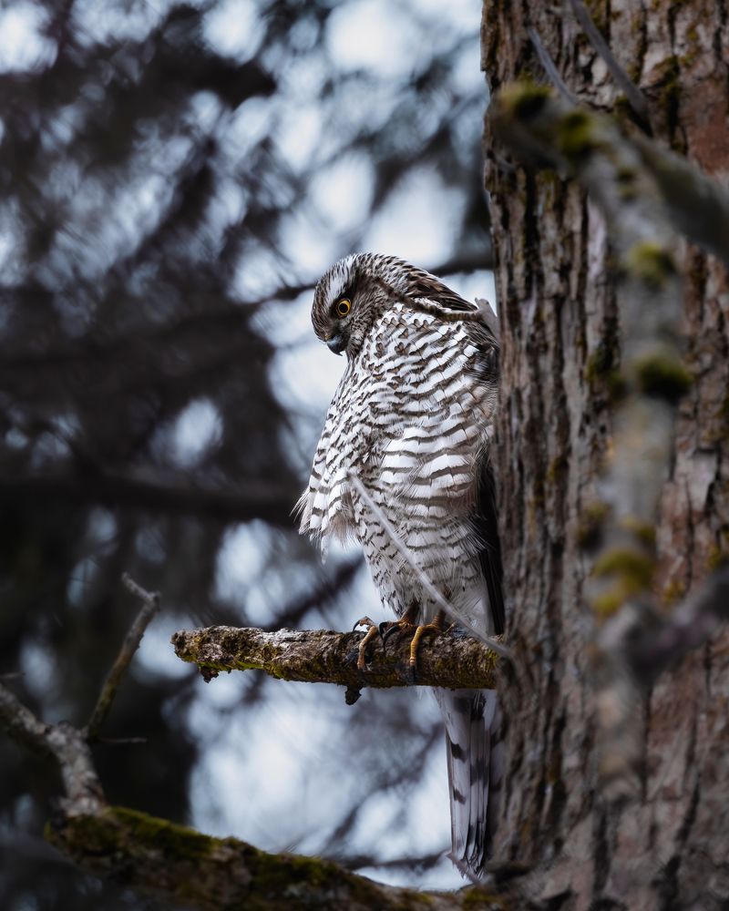 Photograph by Anton Gavrilov