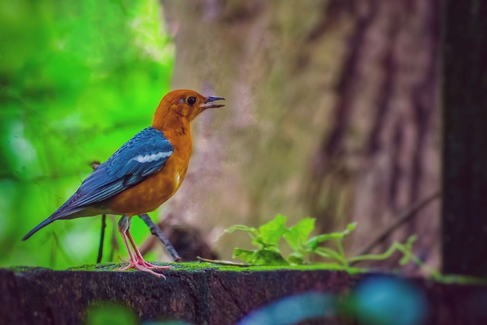 Photograph by Kamal Bhattacharjya