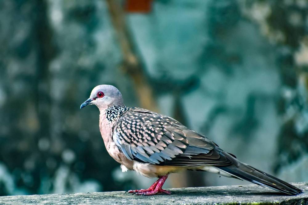 Photograph by Kamal Bhattacharjya