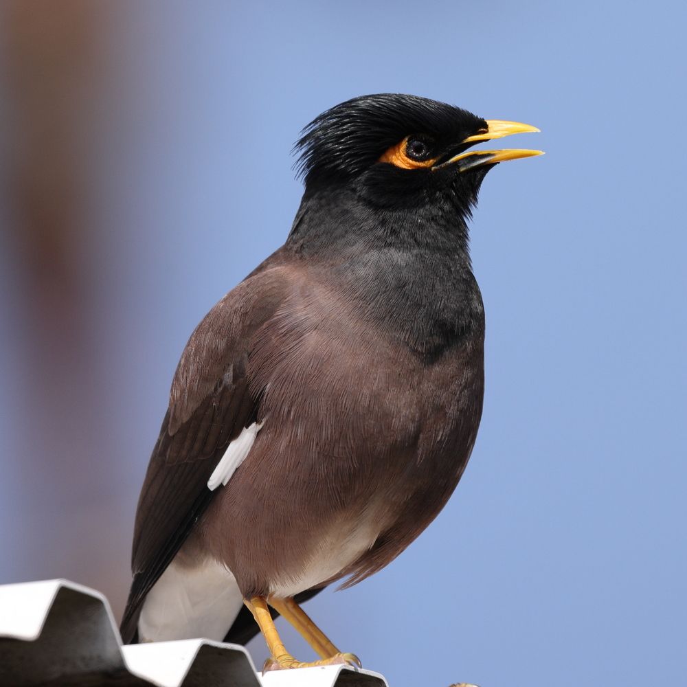 Фотография автора pavel chtein