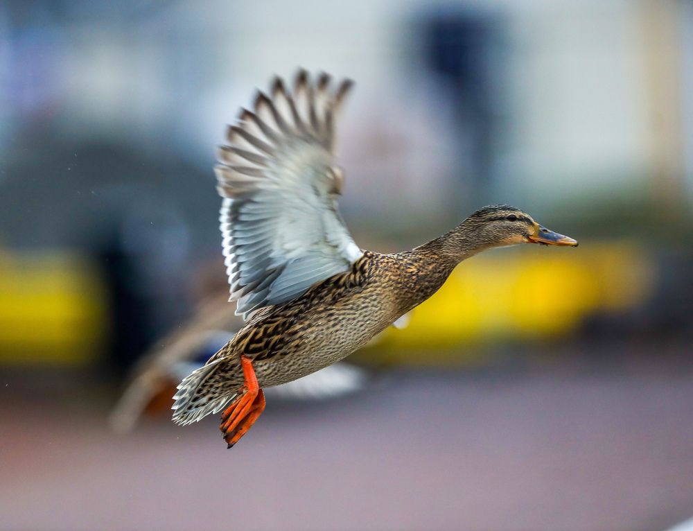 Photograph by Андрей Шабанов