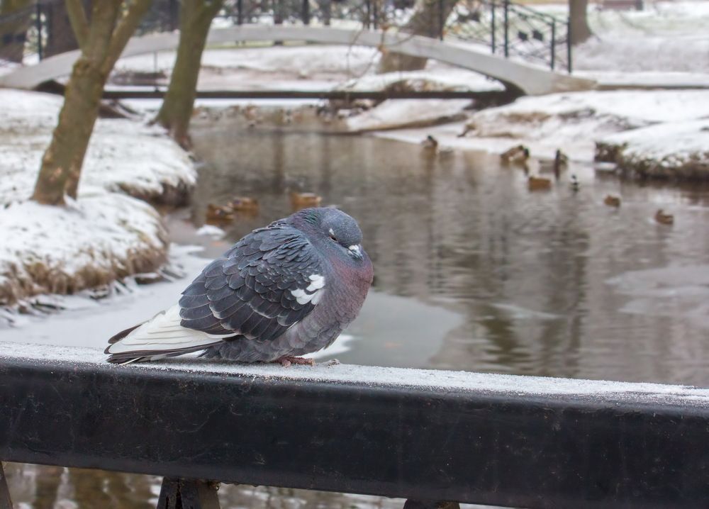 Фотография автора Борис Журавлёв