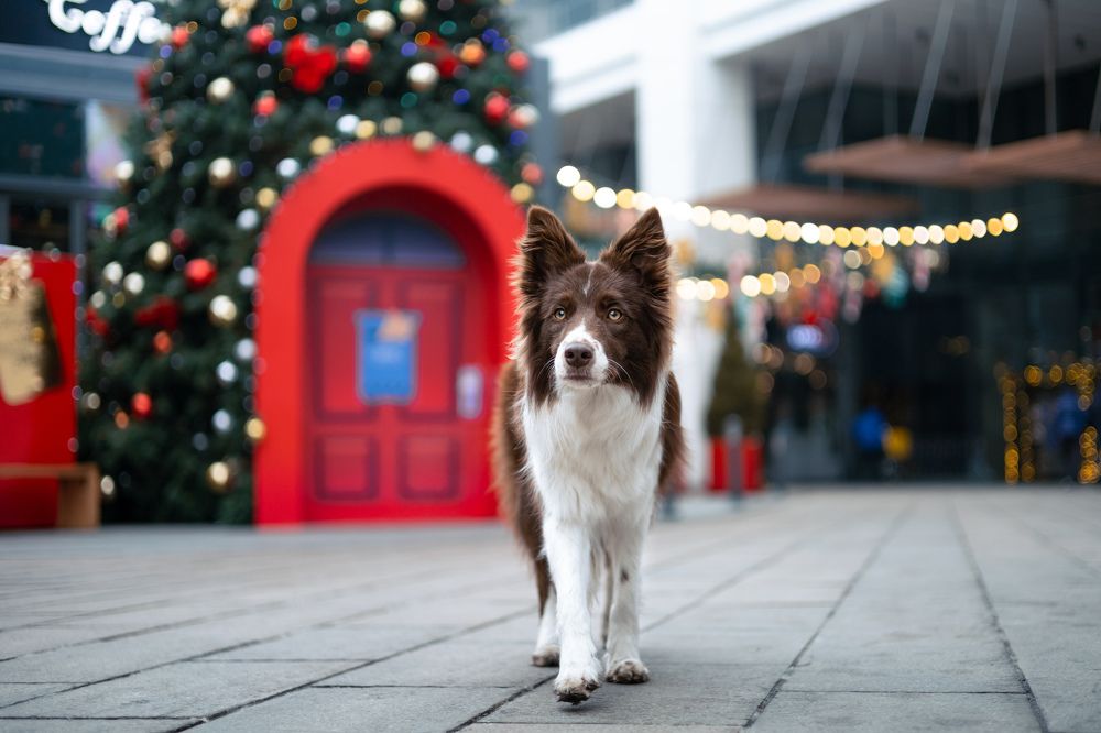 Photograph by кермит