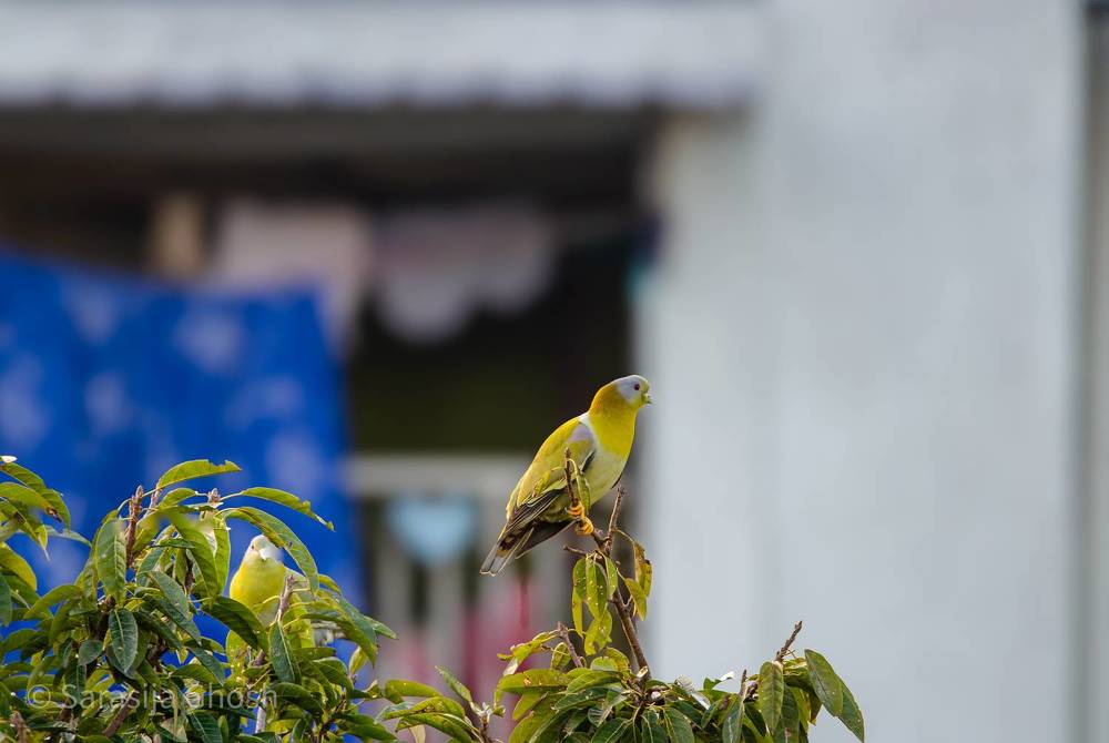 Photograph by Sarasija Ghosh