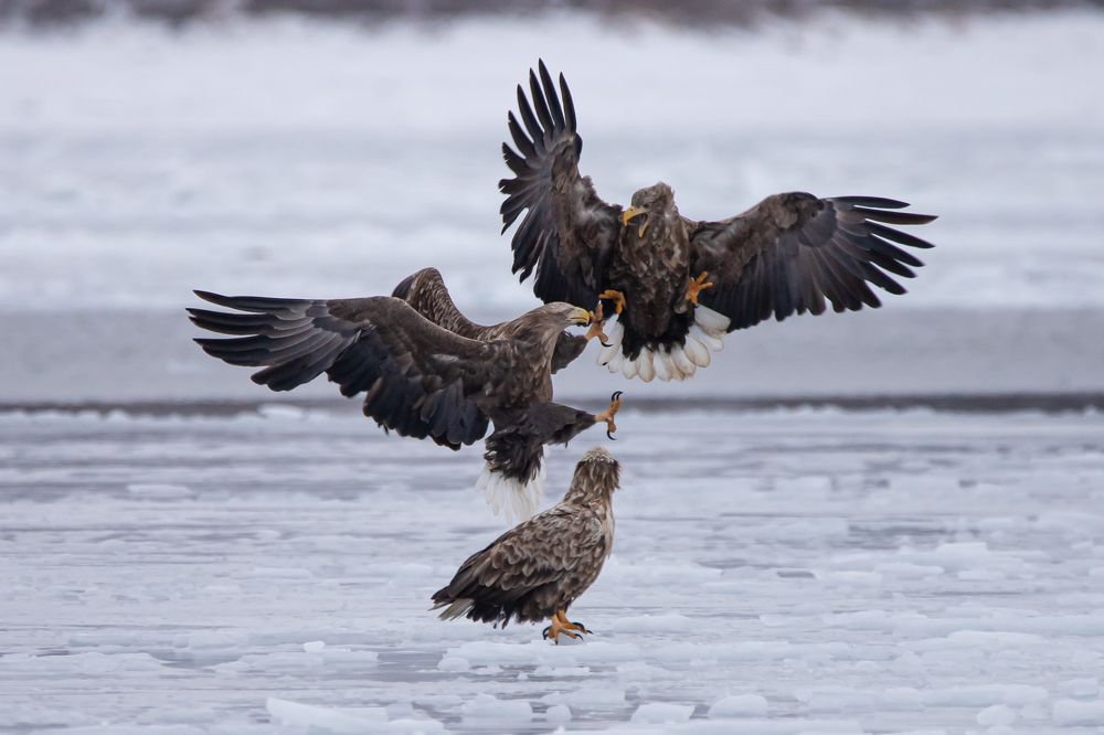 На повышенных тонах