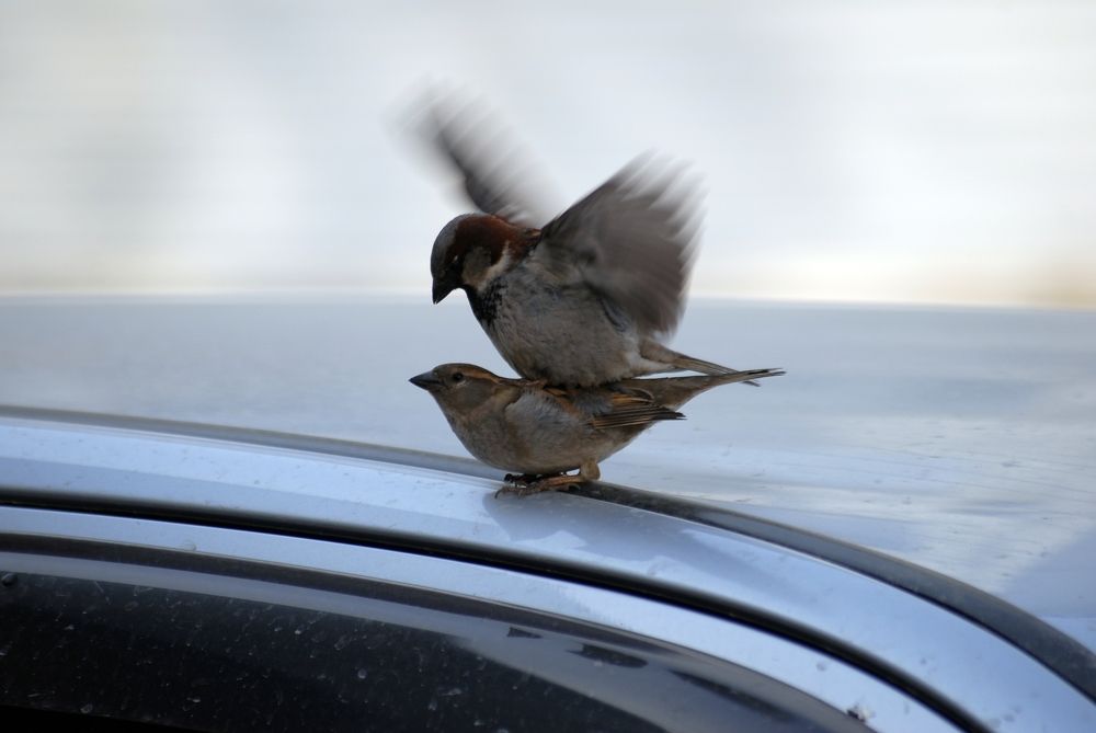 это просто любовь