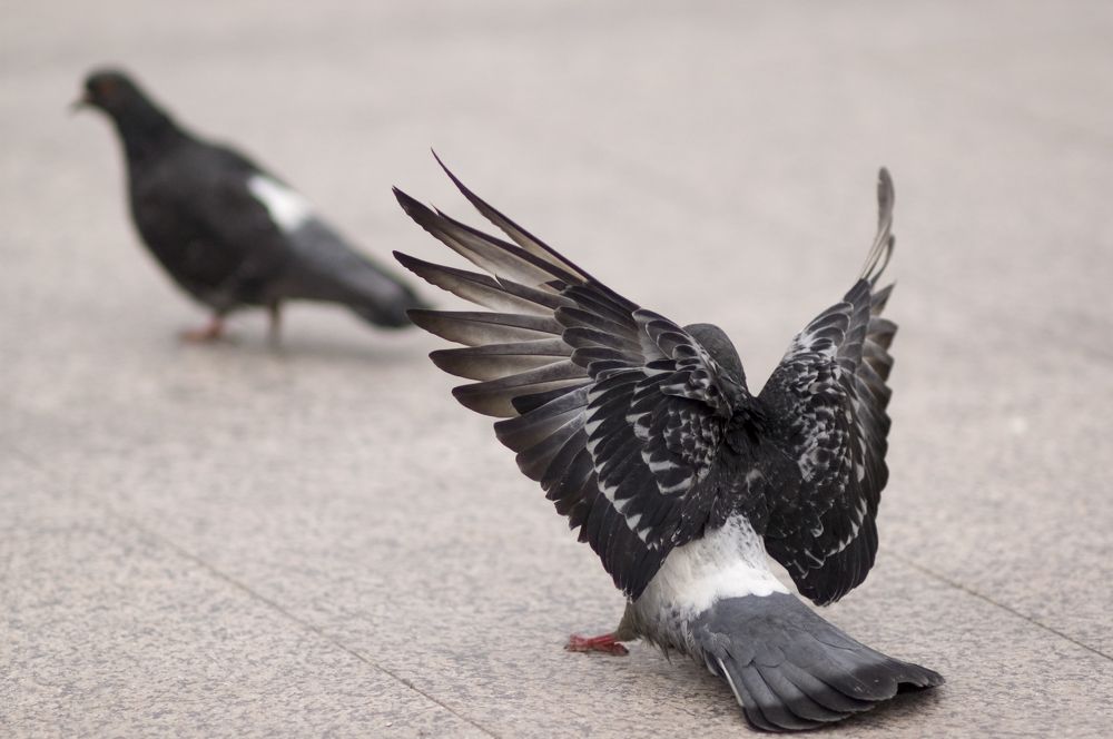 ухаживание за голубкой