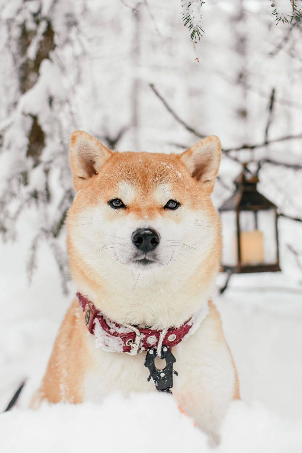 Photo #11777744