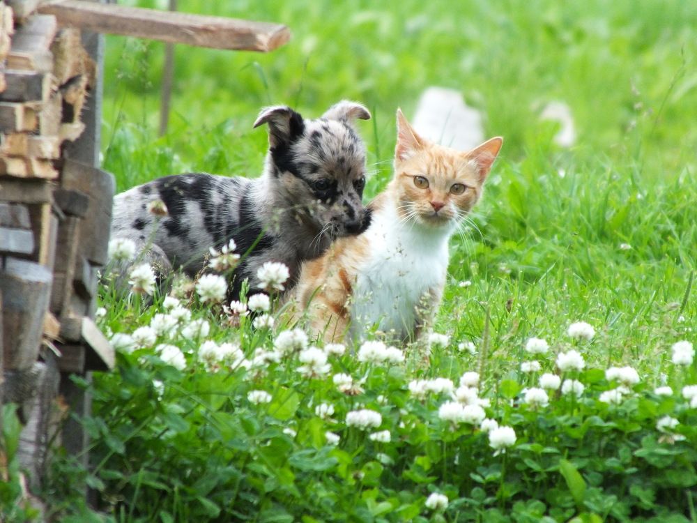 Фотография автора Андрей Шестаков