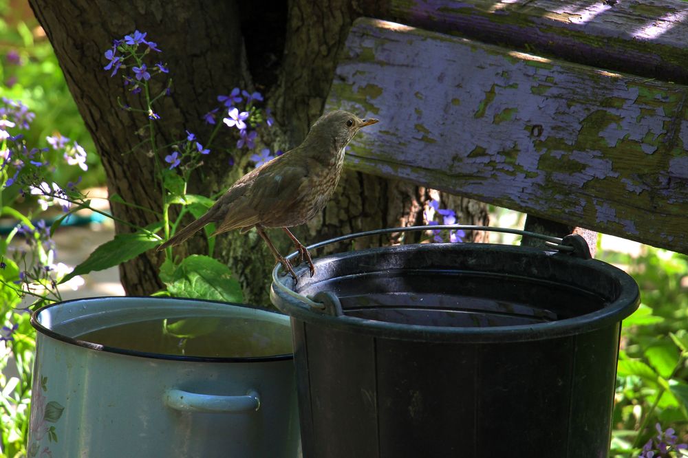 Фотография автора Татьяна Сергиенко